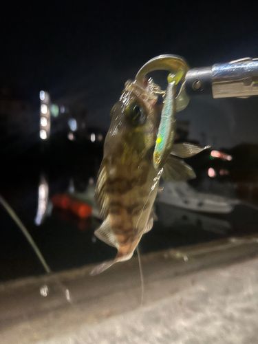 メバルの釣果