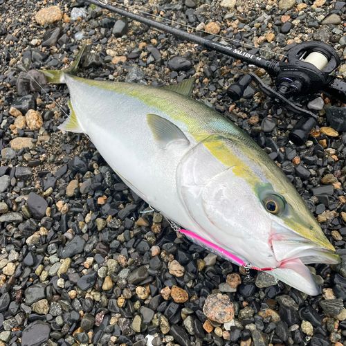 メジロの釣果
