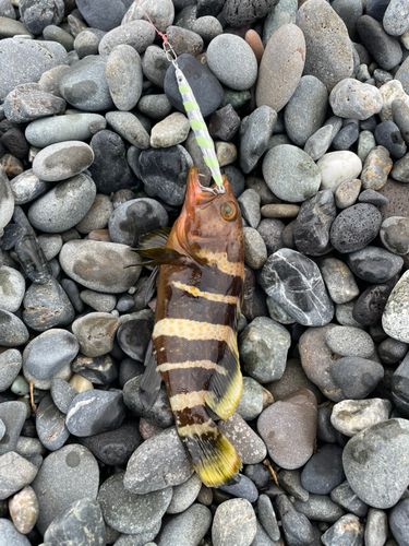 アオハタの釣果
