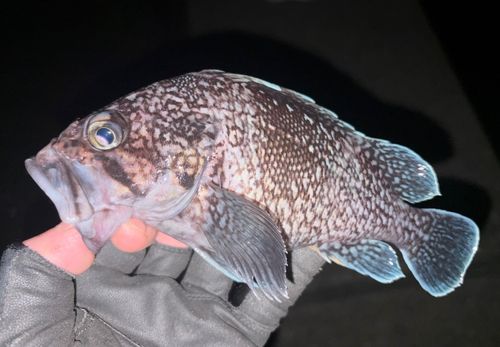 マゾイの釣果