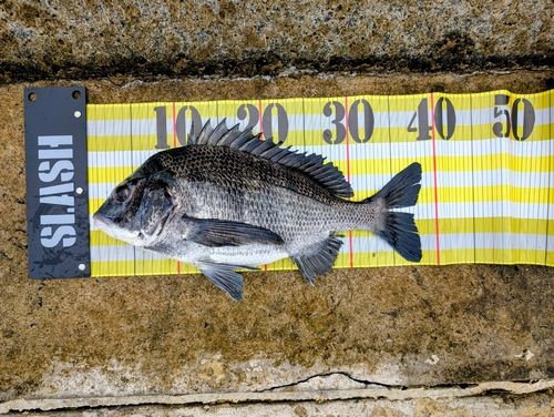 チヌの釣果