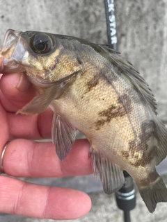 メバルの釣果