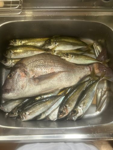 タイの釣果