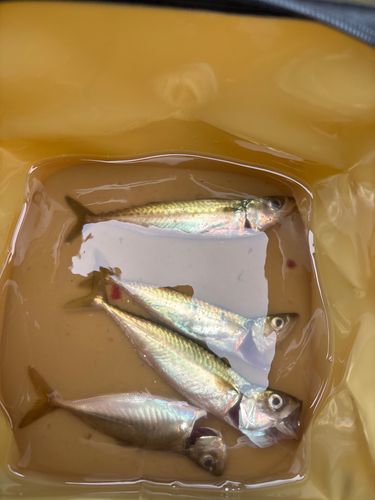 サバの釣果