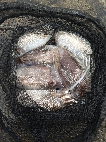 シリヤケイカの釣果