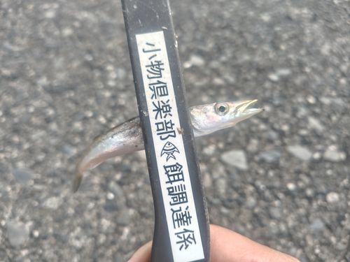 カマスの釣果
