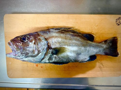 イシナギの釣果