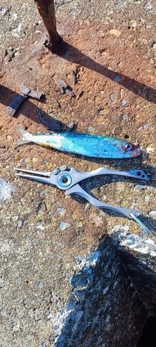 イワシの釣果
