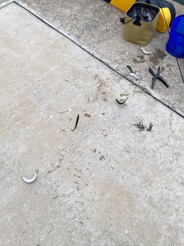 サバの釣果