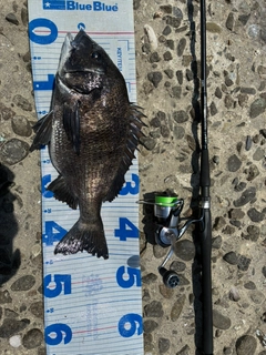 チヌの釣果