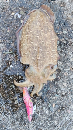 モンゴウイカの釣果