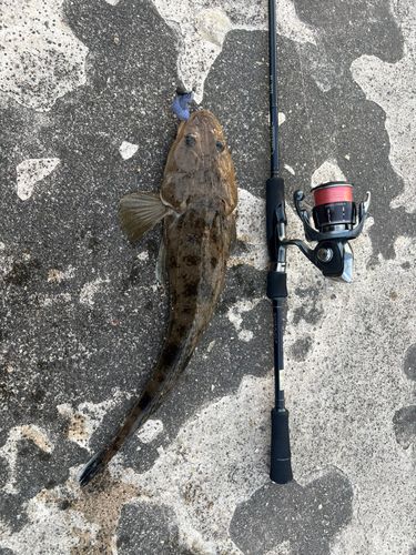 マゴチの釣果
