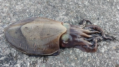 モンゴウイカの釣果