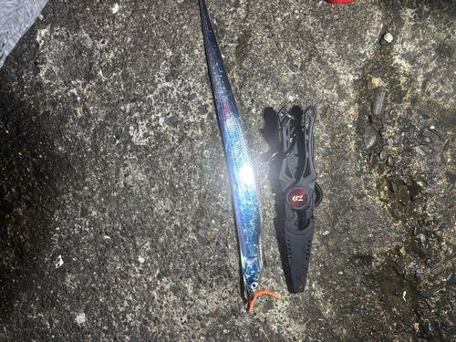 タチウオの釣果