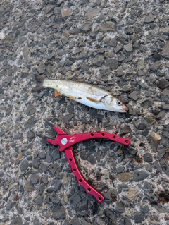 ウグイの釣果