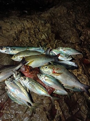 イサキの釣果