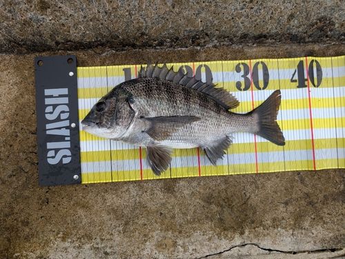 チヌの釣果