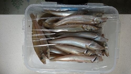 キスの釣果