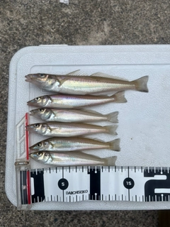 キスの釣果