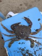 ヒラツメガニの釣果