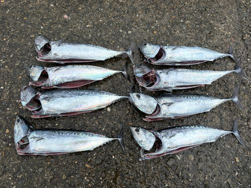 カツオの釣果