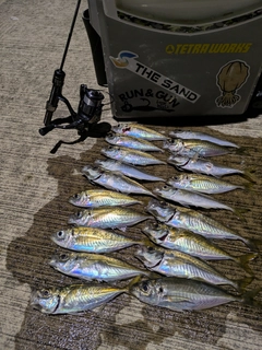アジの釣果