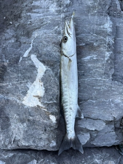 カマスの釣果