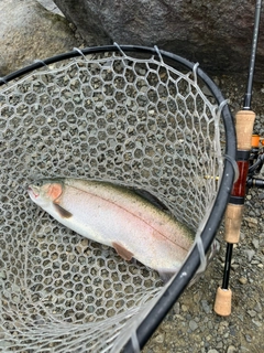 ニジマスの釣果