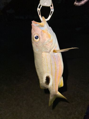 ヤマトビーの釣果