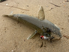 ボラの釣果