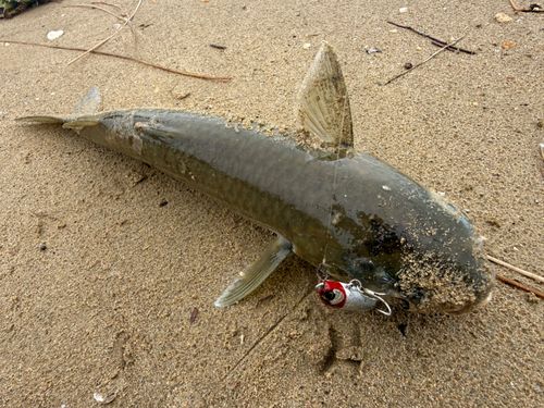ボラの釣果