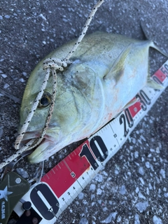 オニヒラアジの釣果