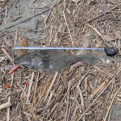ヒラメの釣果