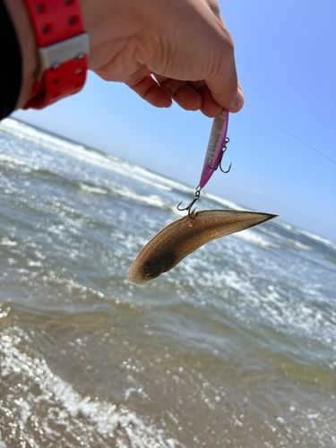 シタビラメの釣果