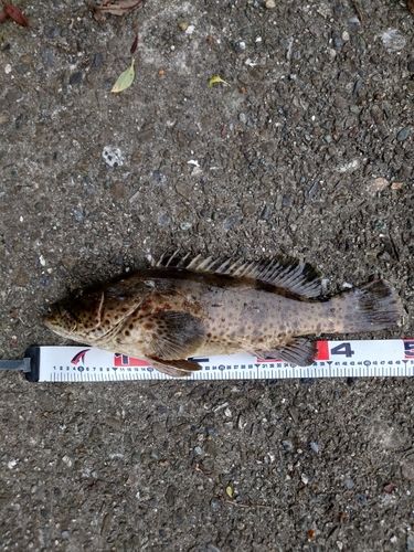 チャイロマルハタの釣果