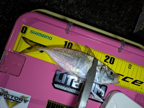 マアジの釣果