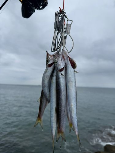 カマスの釣果