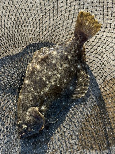 ヒラメの釣果