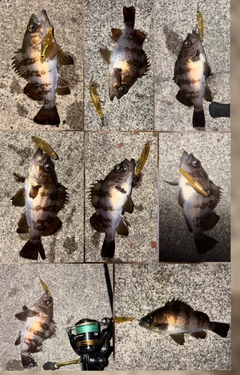 シロメバルの釣果
