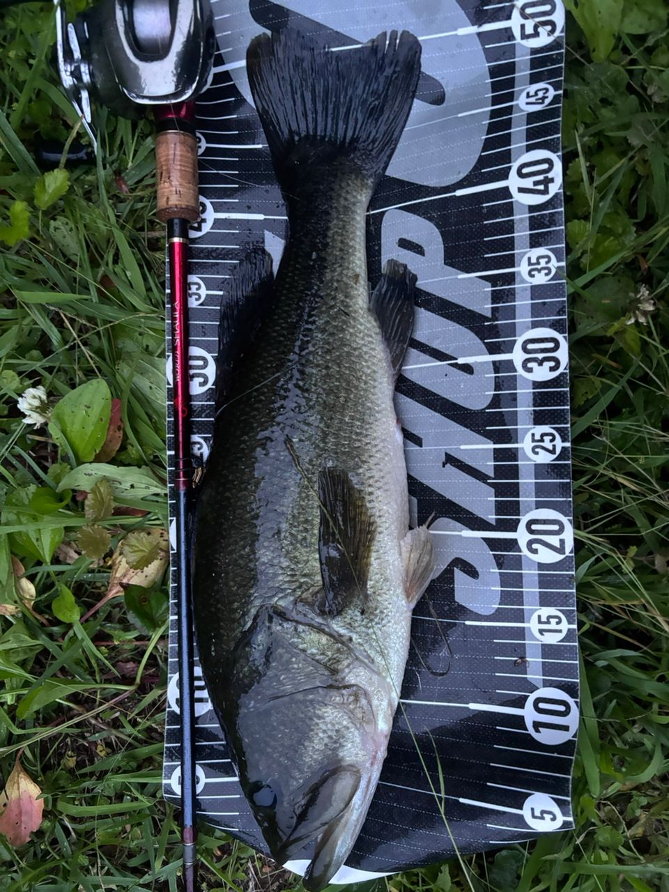 SHIMANO 18ワールドシャウラ 1652R-3の最安値・インプレ・釣果 | 本音