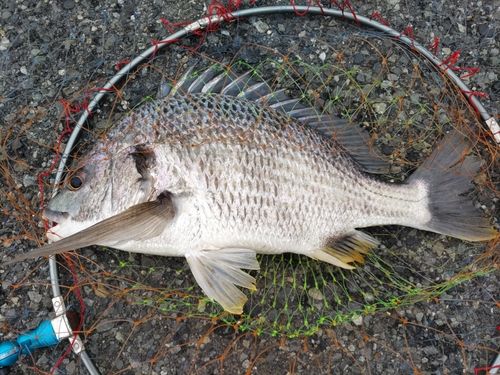 キビレの釣果