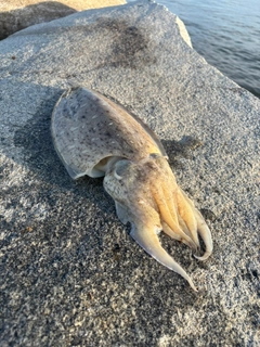 コウイカの釣果