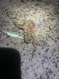 マダコの釣果