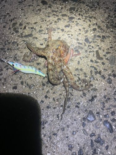 マダコの釣果