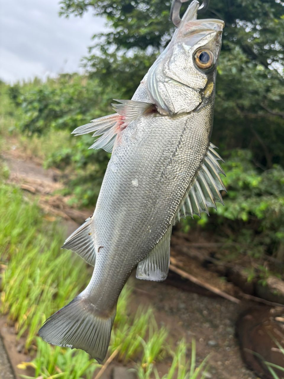 シーバスの釣果写真