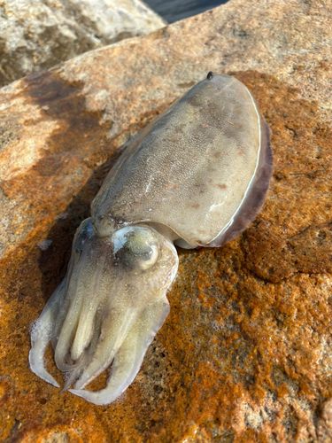 コウイカの釣果