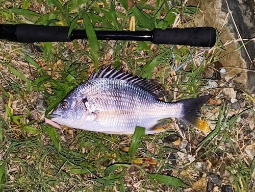 キビレの釣果