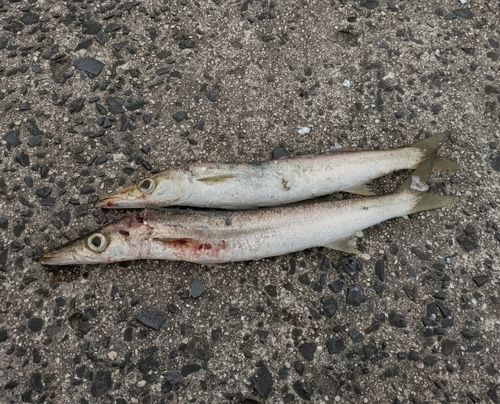 カマスの釣果