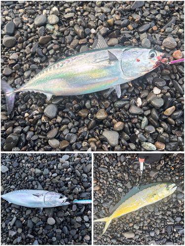 ヒラソウダの釣果