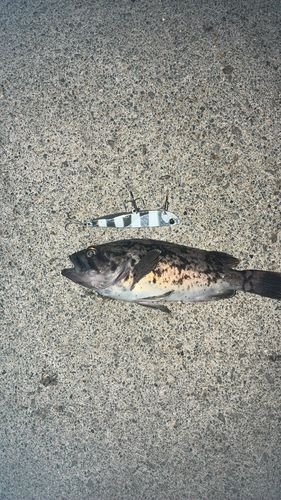 釣果